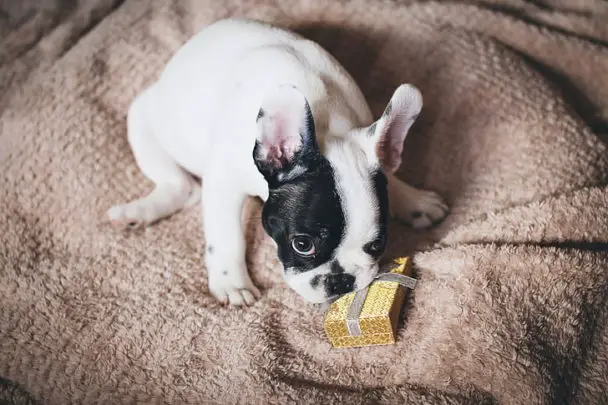 Best Food for French Bulldogs with Sensitive Stomach 2021
