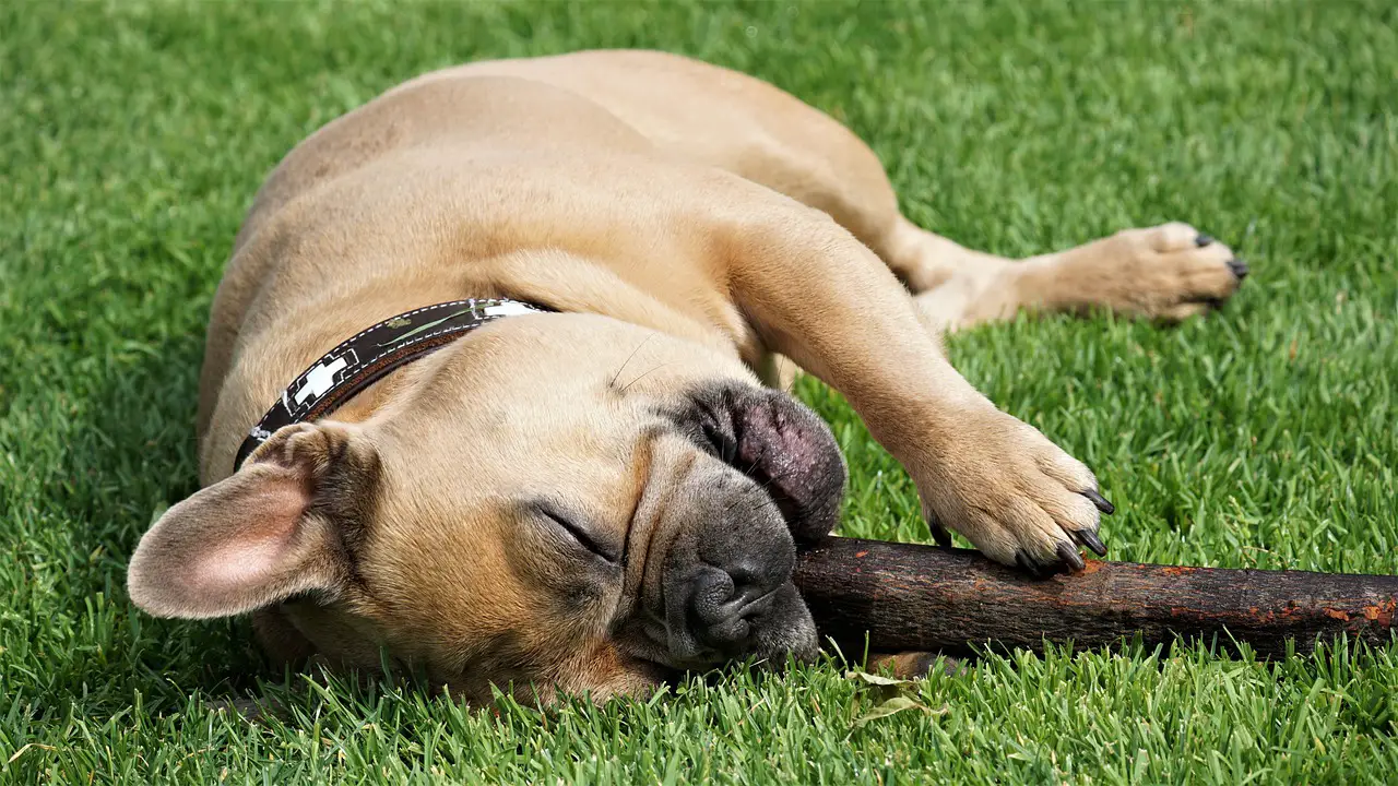 best chew bones for french bulldogs