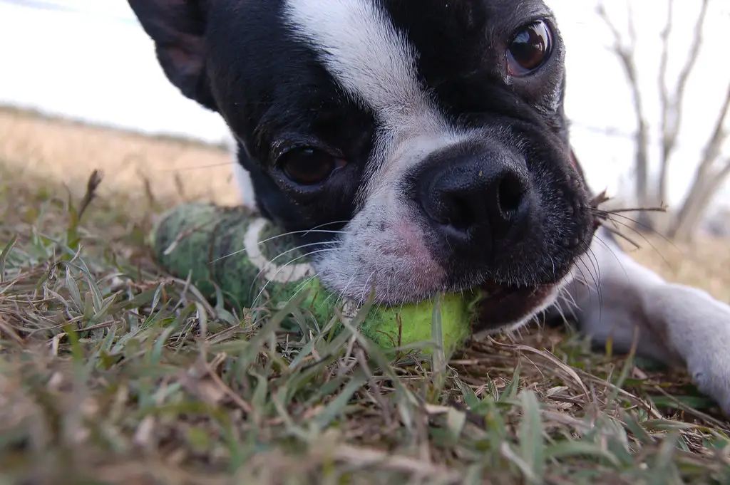 can french bulldogs eat eggs