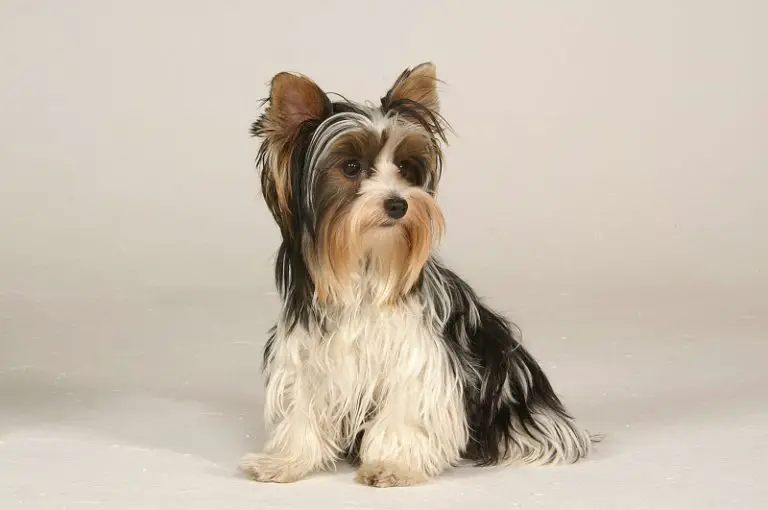 When Do Yorkies Change Color 2022 Guide (With Tips!)