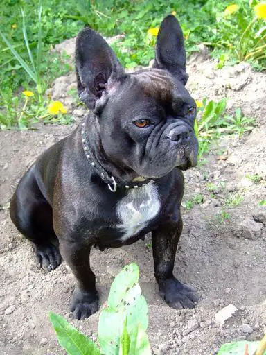 why do French bulldogs fart so much