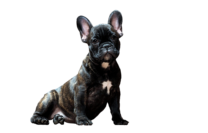 why do French bulldogs cry so much