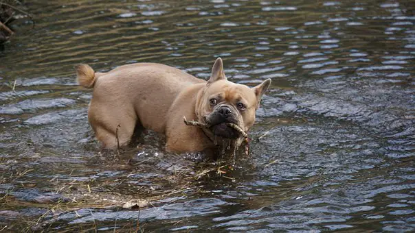 can a french bulldog swim
