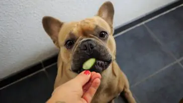 can French bulldogs eat apples