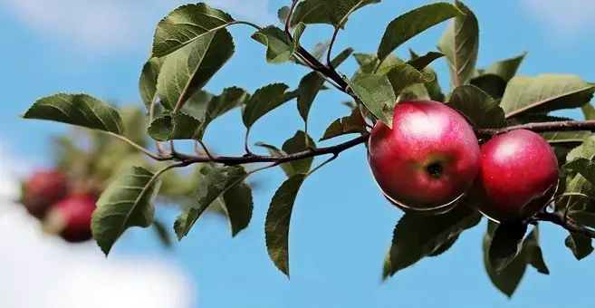 can french bulldogs eat apples with leaves