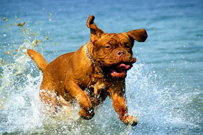 can a French bulldog swim