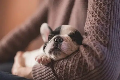 do French bulldogs like to cuddle 5