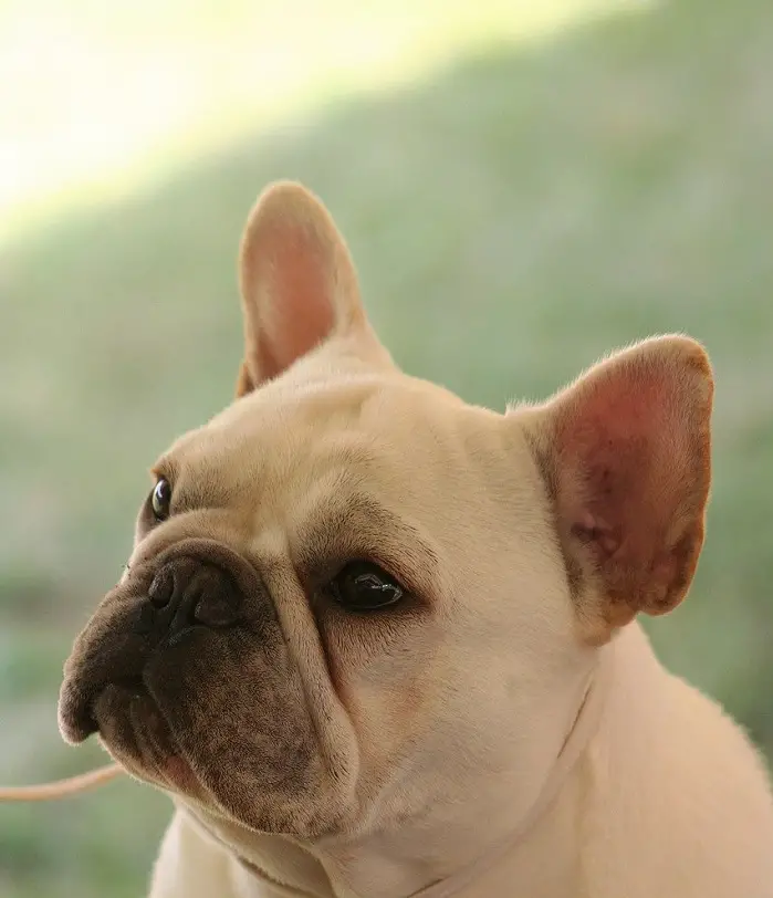 why do French bulldogs fart so much