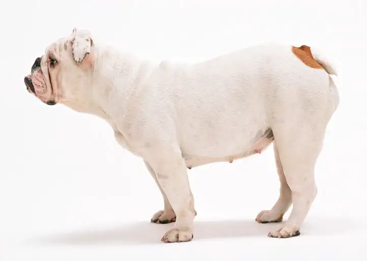 how long are French bulldogs pregnant