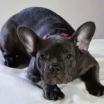 how much do Frenchies cost