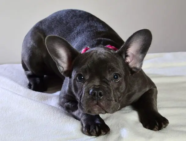 How Much Do Frenchies Cost & Why Are They So Expensive