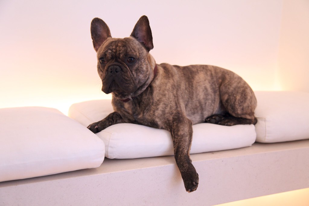 best food for French bulldog with stomach sensitivity