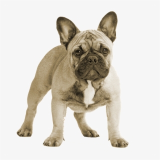 how to potty train a French bulldog