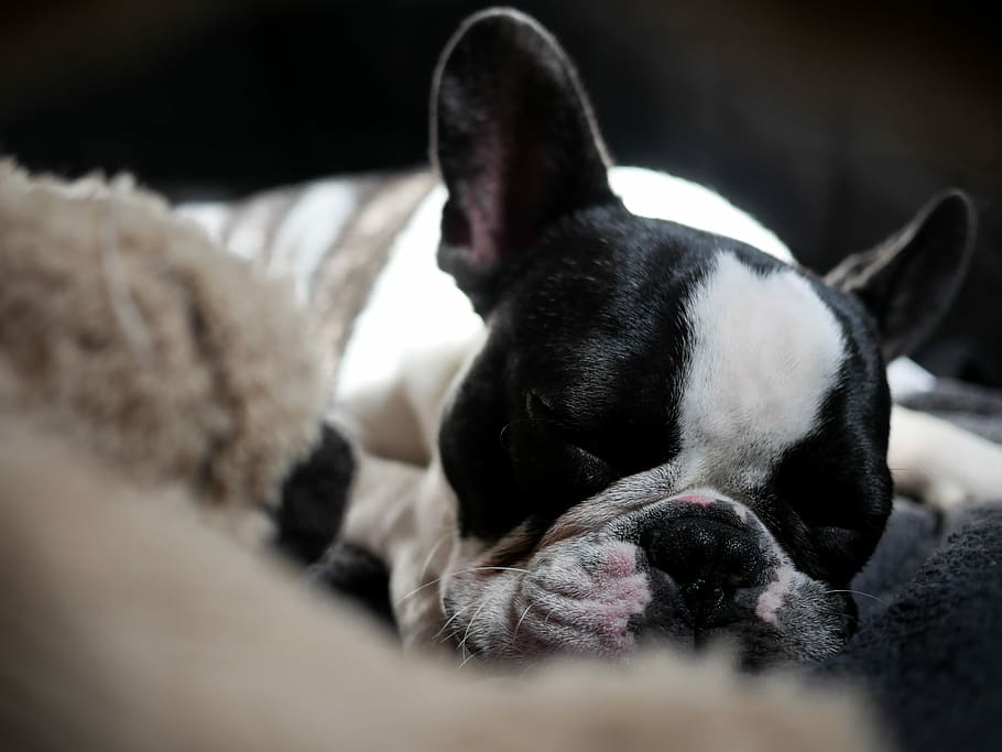 best dog beds for French bulldogs