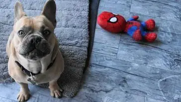 best chew toys for French bulldogs