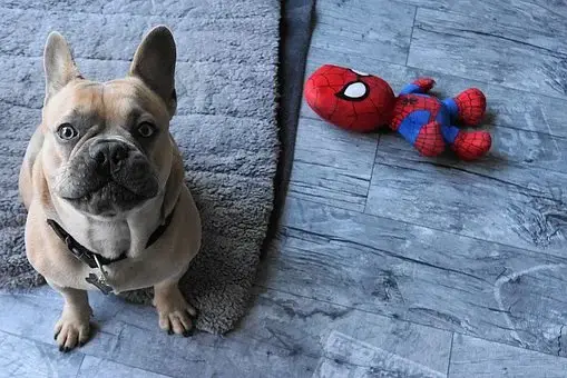best chew toys for French bulldogs