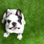 how to potty train a French bulldog