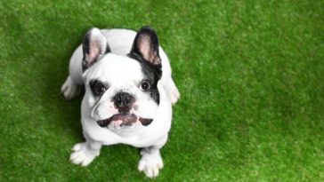 how to potty train a French bulldog