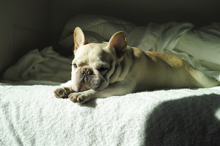 How much do French bulldogs sleep? 