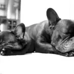 How much do French bulldogs sleep?