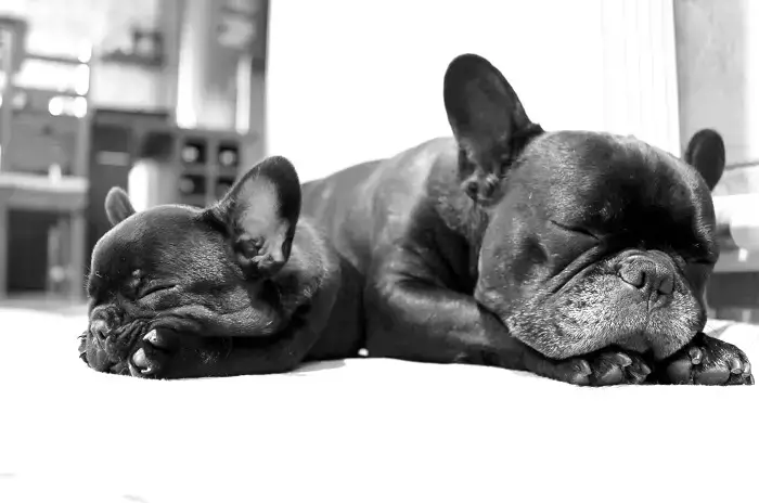 how much sleep do french bulldog puppies need