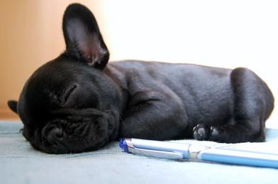 how much sleep do french bulldog puppies need