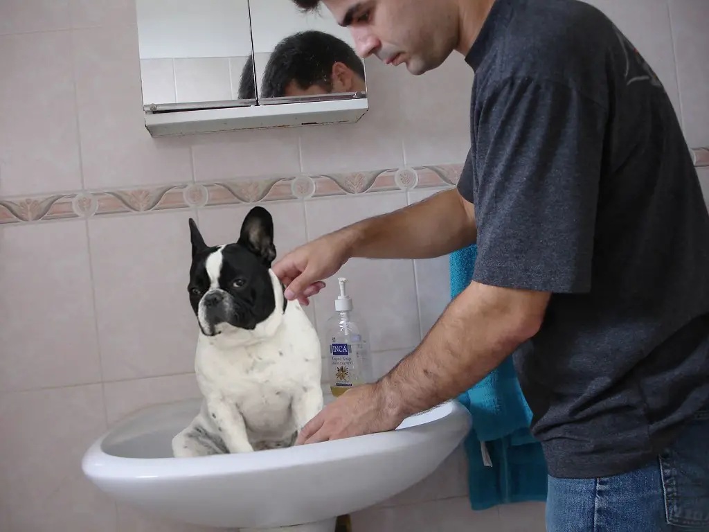 best French bulldog shampoo