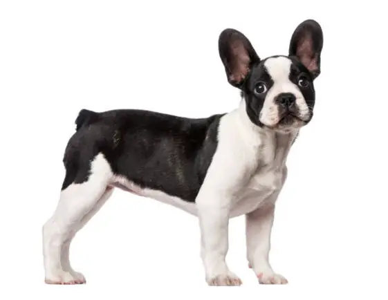 How to Potty Train a French Bulldog 2021 (With Training