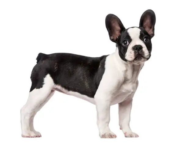 how to potty train a French bulldog puppy