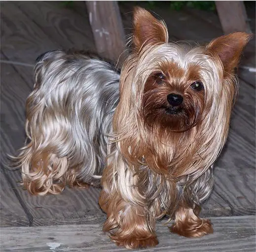 when do Yorkies change color