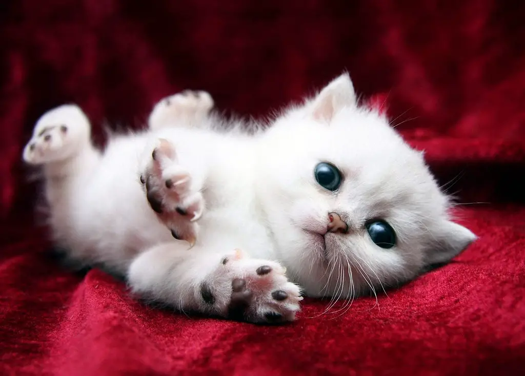 cute kitten