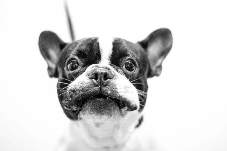 what to do if my French bulldog is throwing up