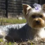 when do Yorkies change color