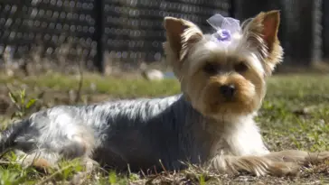 when do Yorkies change color