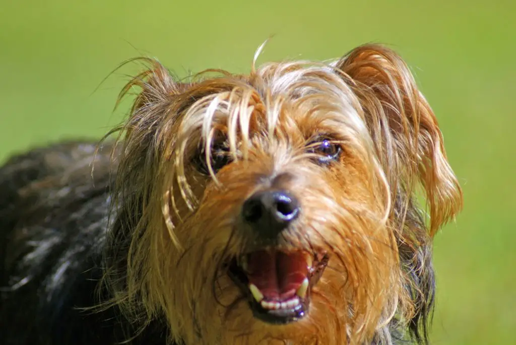 when do Yorkies stop teething