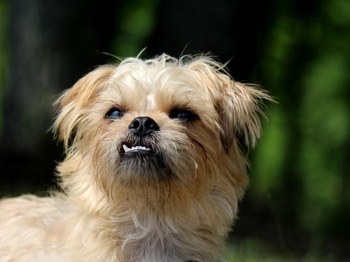 when do yorkies stop teething 