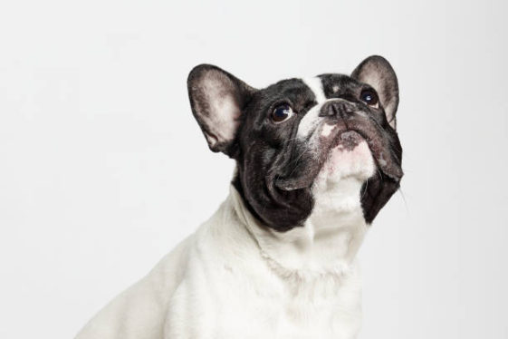 Why Is My French Bulldog Throwing Up - 2022 Guide