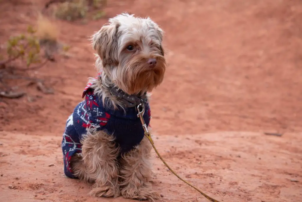 why do Yorkies shake