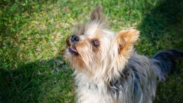 are Yorkies good with cats