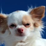 why are Chihuahuas so angry