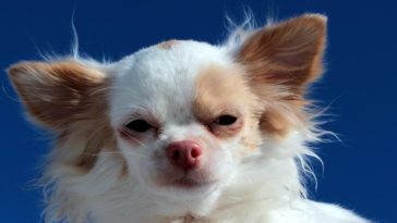 why are Chihuahuas so angry