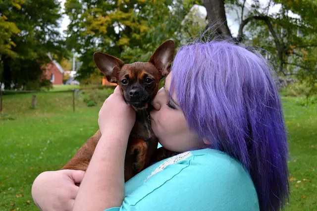 Do Chihuahuas like to be kissed?