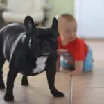 are french bulldogs good with kids