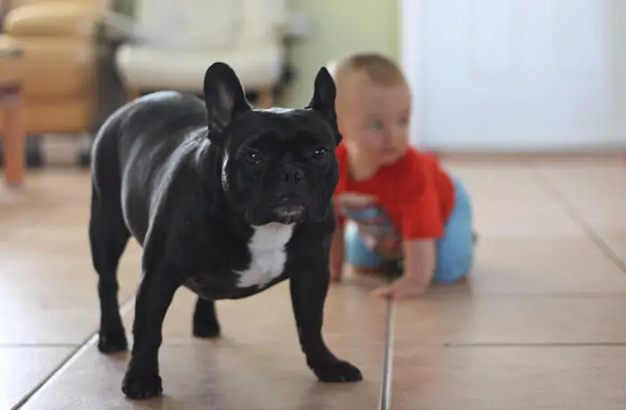 are french bulldogs good with kids