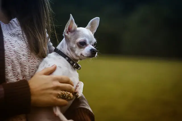 why are Chihuahuas so needy