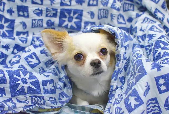 Why do Chihuahuas burrow?