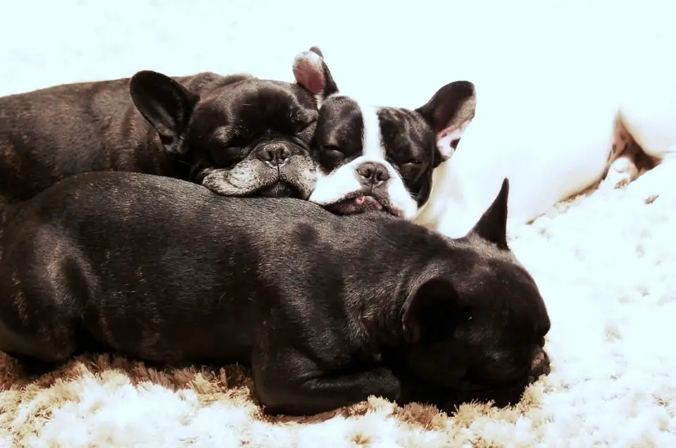 are French bulldogs good with other dogs