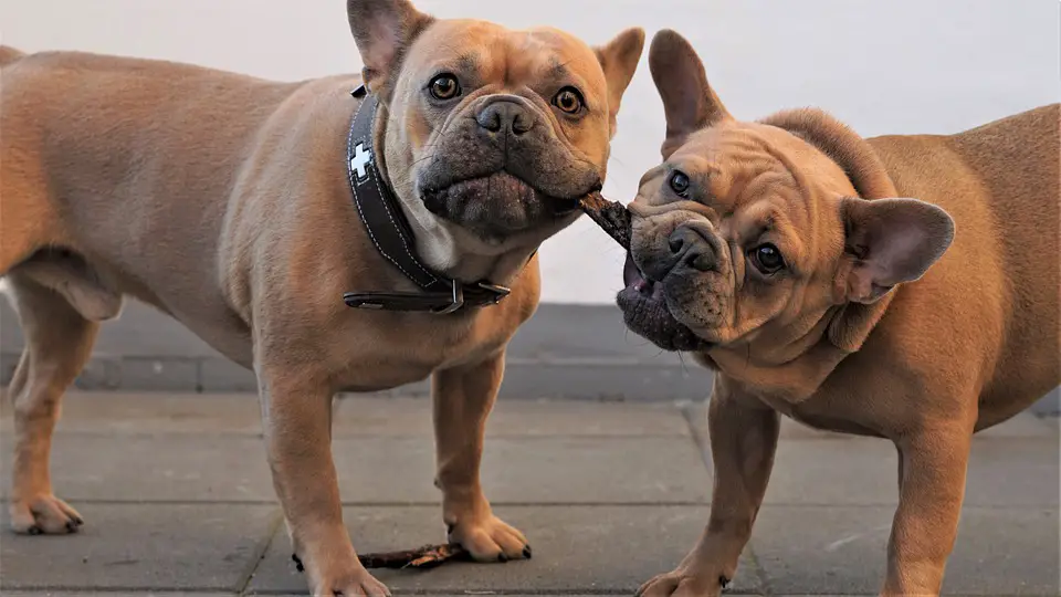 are French bulldogs good with other dogs