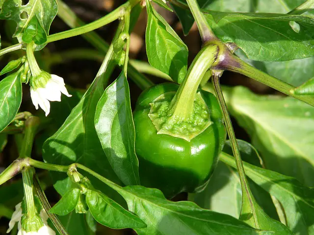 can cats eat bell peppers