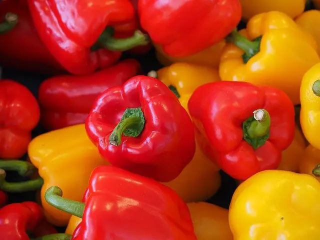 Can Cats Eat Bell Peppers & How to Feed Them to Your Pet - 2022